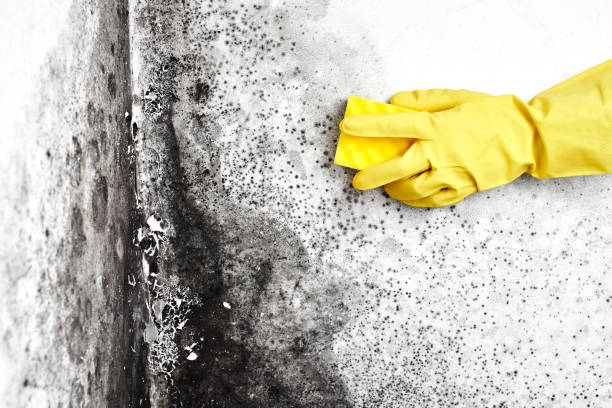Best Insurance-Related Mold Remediation in Ovid, MI