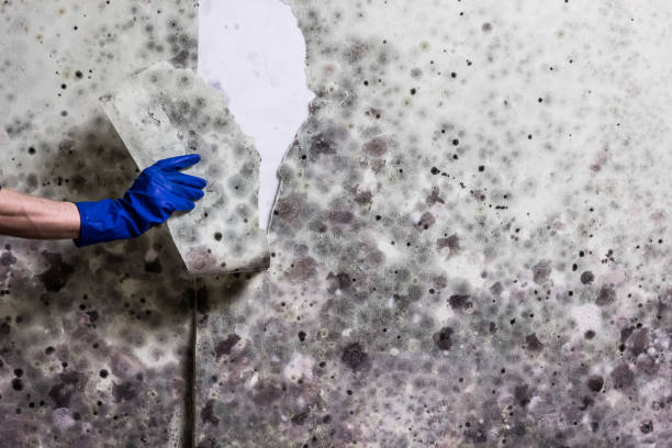 Best Preventive Mold Services in Ovid, MI