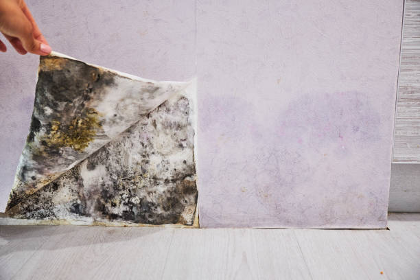 Best Residential Mold Remediation in Ovid, MI